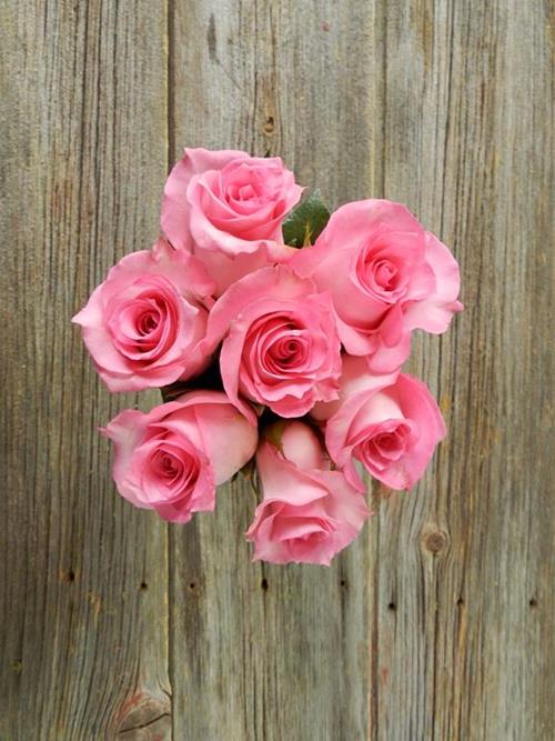 PRICELESS  PINK ROSES